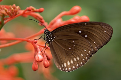 Kelebeğin Ömrü: Yaşam Hırslarla Heba Edilmeyecek Kadar Kısa