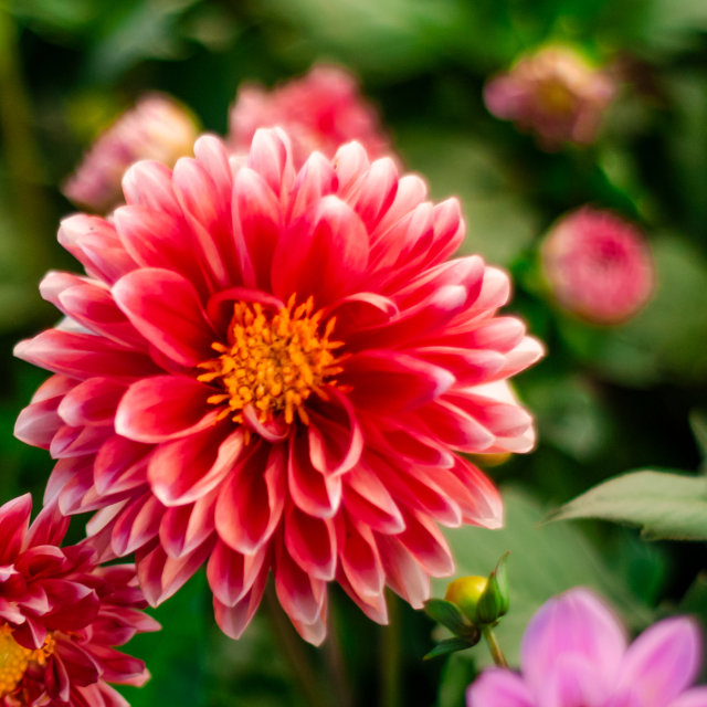 Dahlia veya Dalya Çiçeği Tüm Çiçekseverler İçin Telifsiz ve Ücretsiz Resim