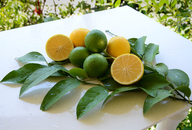 Dalından Yeni Toplanmış Yapraklı Yeşil ve Kesilmiş Sarı Limonlar