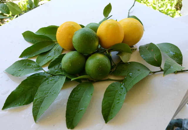 Dalından Yeni Toplanmış Yapraklı Yeşil ve Sarı Limonlar 2