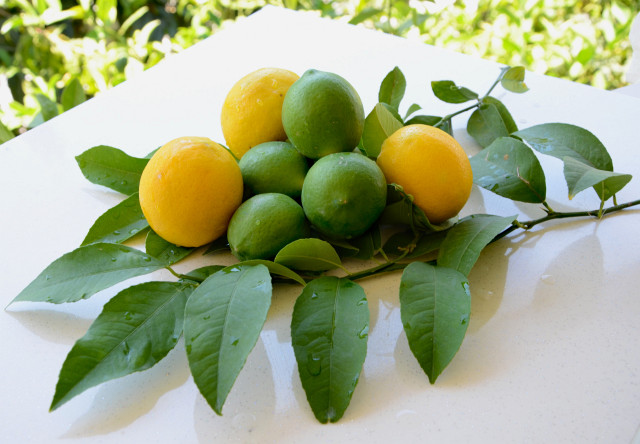 Dalından Yeni Toplanmış Yapraklı Yeşil ve Sarı Limonlar
