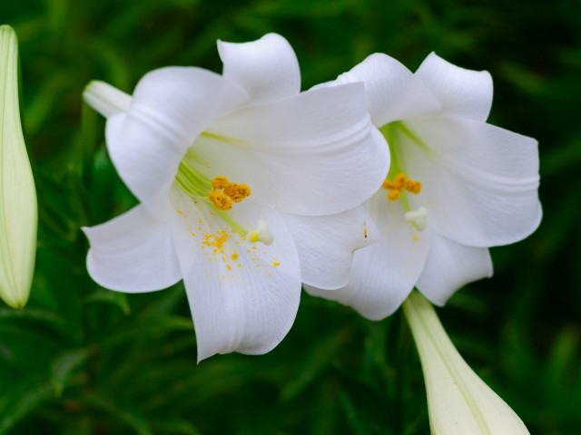 Beyaz Zambaklar Çiçek Resimleri Telifsiz ve Ücretsiz Resim