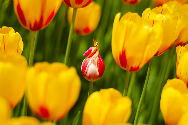 İstanbul'da Laleler ve Tomurcuk Lale