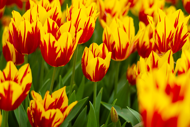 Asaletin Simgesi Laleler Sarı Kırmızı Laleler