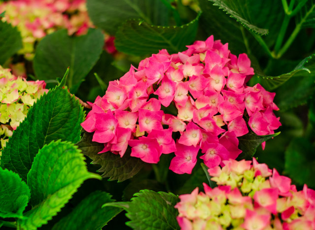 Pembe Ortanca Botanik Adıyla Hydrangea Macrophylla (King George)