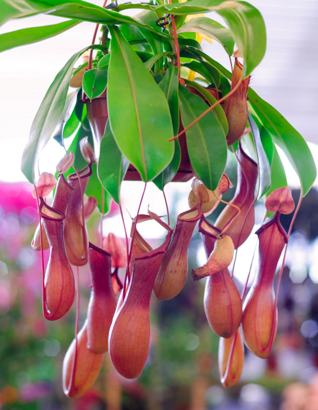 Evinizde Yetiştirebileceğiniz Sinek Yiyen Etçil Bitki Nepenthes Sanguinea
