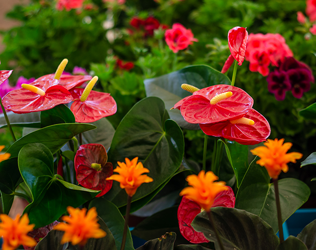 Antoryum Flamingo Çiçeği