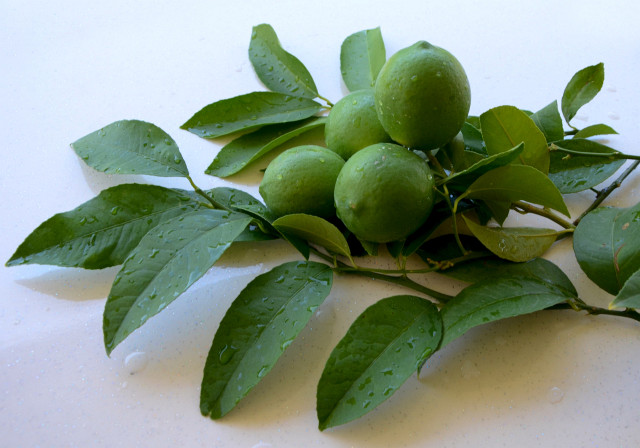 Dalından Yeni Toplanmış Yapraklı Yeşil Limonlar