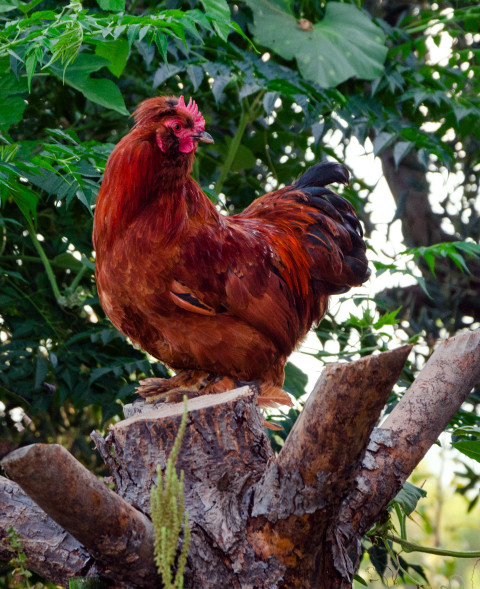 Süslü Tavuk Paçalı Tavuk 2