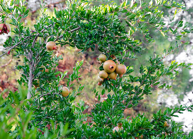 Nar Ağacı ve Ağaçta Narlar