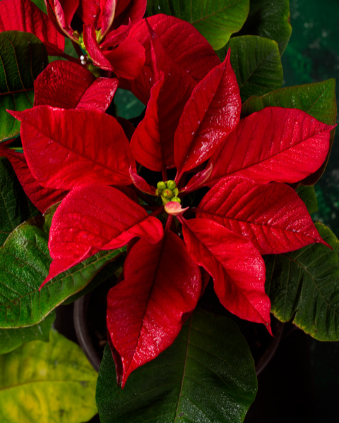 Atatürk Çiçeği ve Çiğ Damlaları