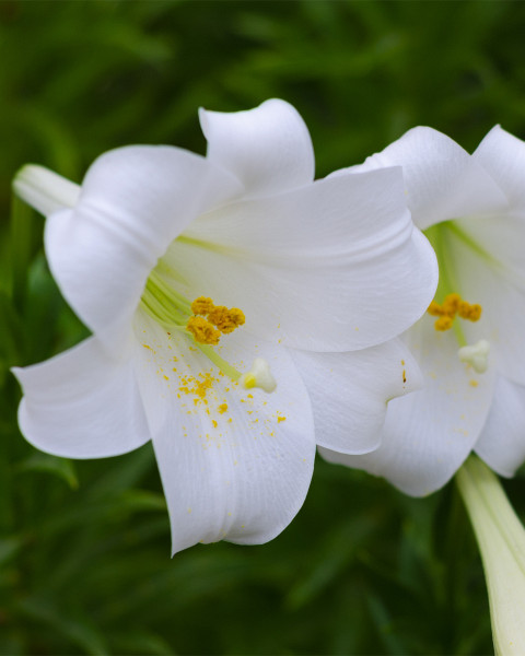 Beyaz Zambaklar Çiçek Resimleri 2