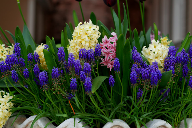 Rengarenk Sümbüller