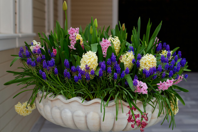 Büyük Mermer Saksıda Rengarenk Sümbüller