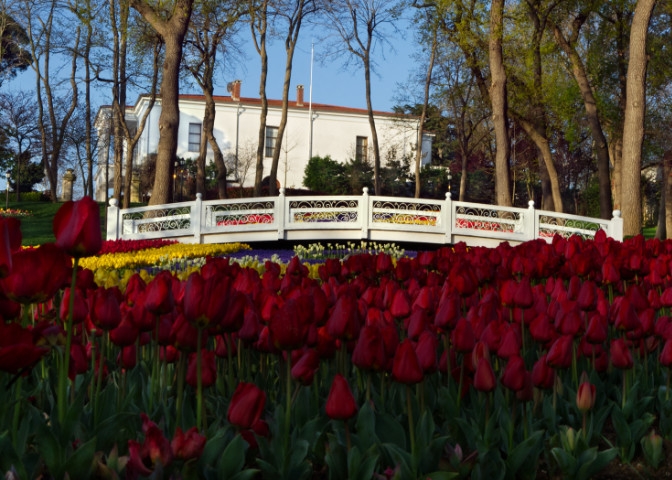 Emirgan Korusunda Laleler, Köprü ve Beyaz Köşk