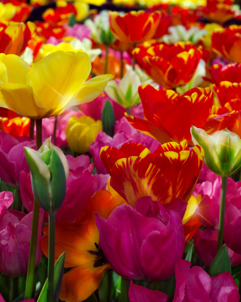 İstanbul'da Lale Zamanı Emirgan Korusunda Laleler 1