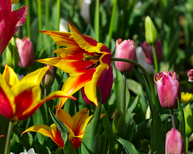 İstanbul'da Lale Zamanı Emirgan Korusunda Laleler 2