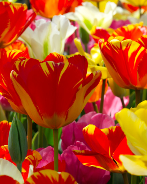 İstanbul'da Lale Zamanı Emirgan Korusunda Laleler 7