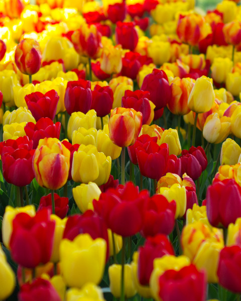 İstanbul'da Lale Zamanı Emirgan Korusunda Laleler 3