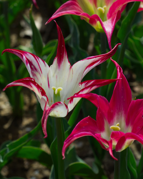 İstanbul'da Lale Zamanı Emirgan Korusunda Laleler 5