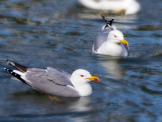 Martılar Yüzüp Güneşleniyor