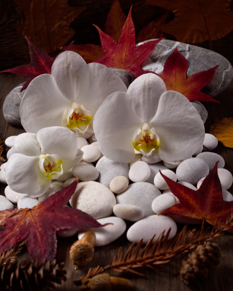 Orkideler ve Sonbahar