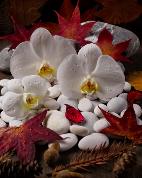 Yapraklarında Su Damlalarıyla Orkideler ve Sonbahar
